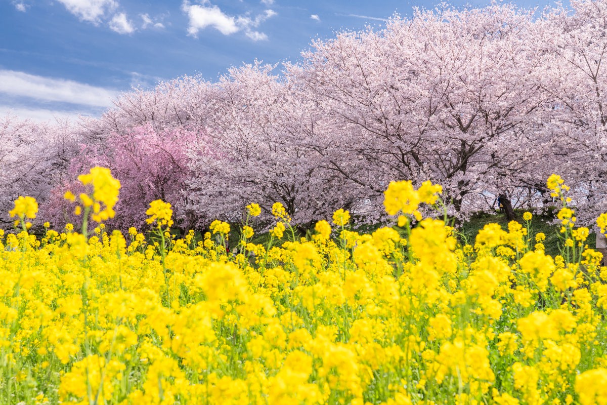 埼玉県幸手市　権現堂の桜と菜の花