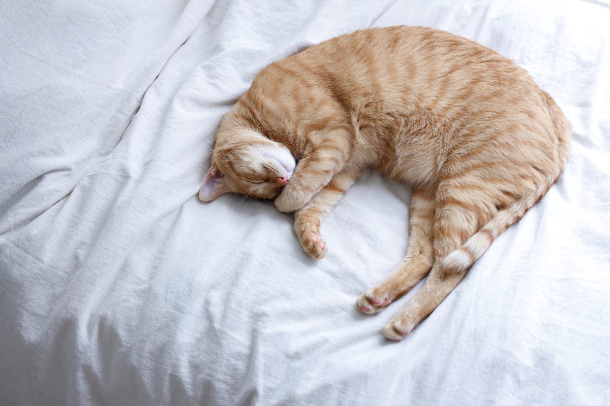布団の上でのびのび眠る茶トラ柄の猫